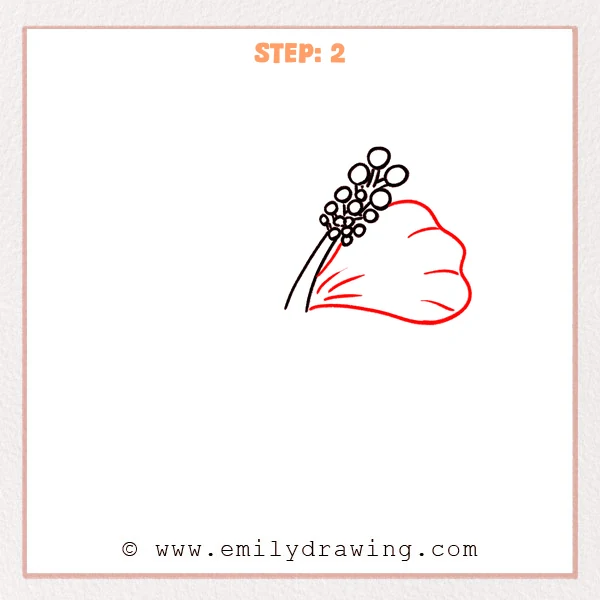 how to draw a hawaiian flower - Step 2 of how to draw a hawaiian flower—one large rounded petal is added beside the circle cluster, with a few curved fold lines inside.